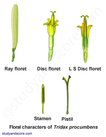 asteraceae, floral characters, L S flower, androecium, T S Ovary, Stamen, Fruit